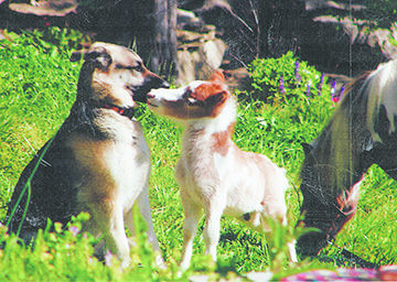 PET SPOT: Dog and miniature foal are good friends
